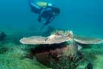 Buyat Bay Underwater